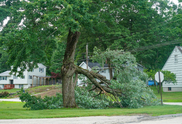 Best Commercial Tree Services  in USA